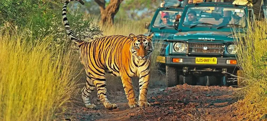 Ranthambore Safari